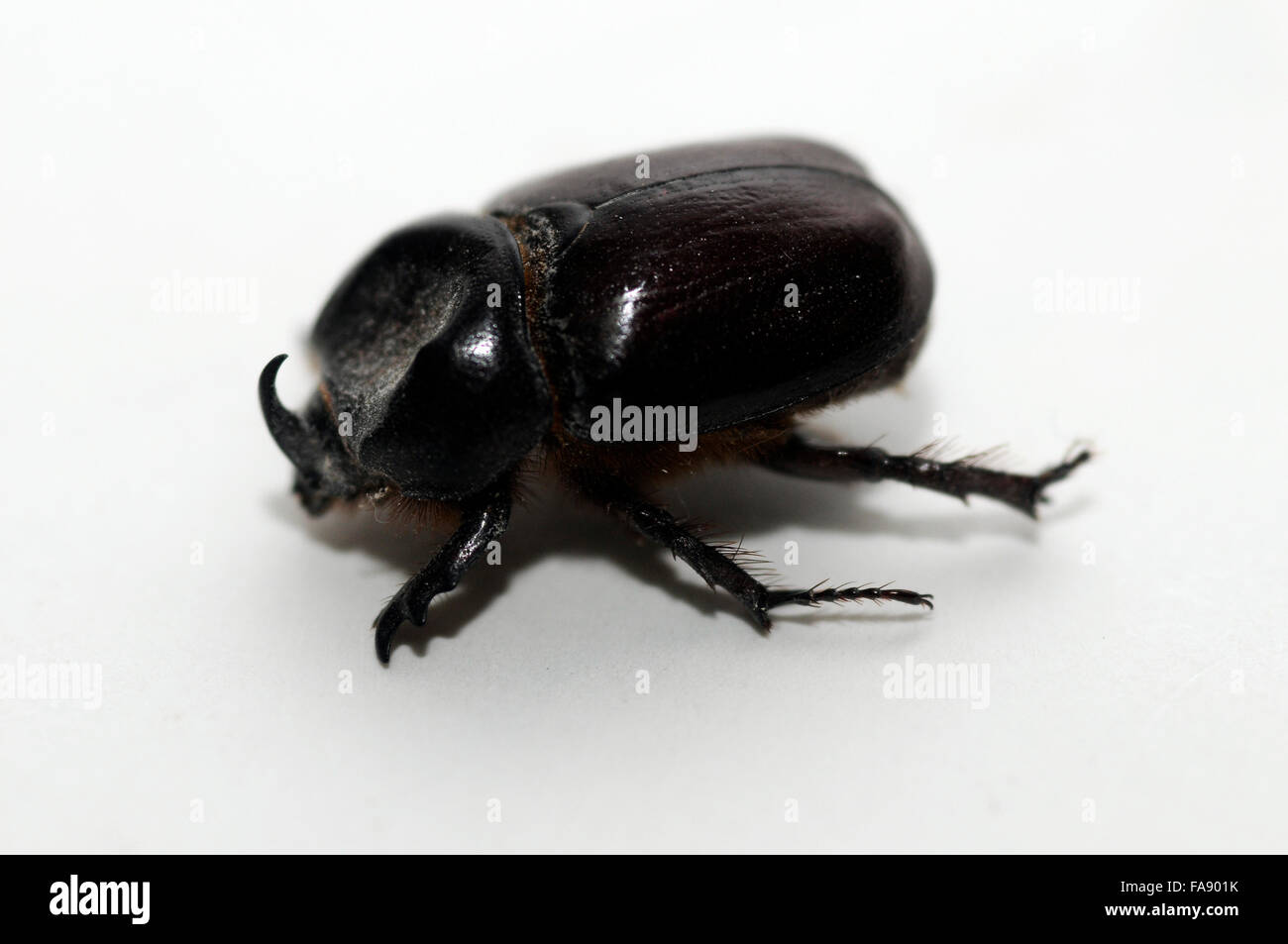 Dung beetle, Dung Beetle (Copris sp.) scarabeo, antic simbolo della trasformazione in corso di esistenza.sole al mattino Foto Stock