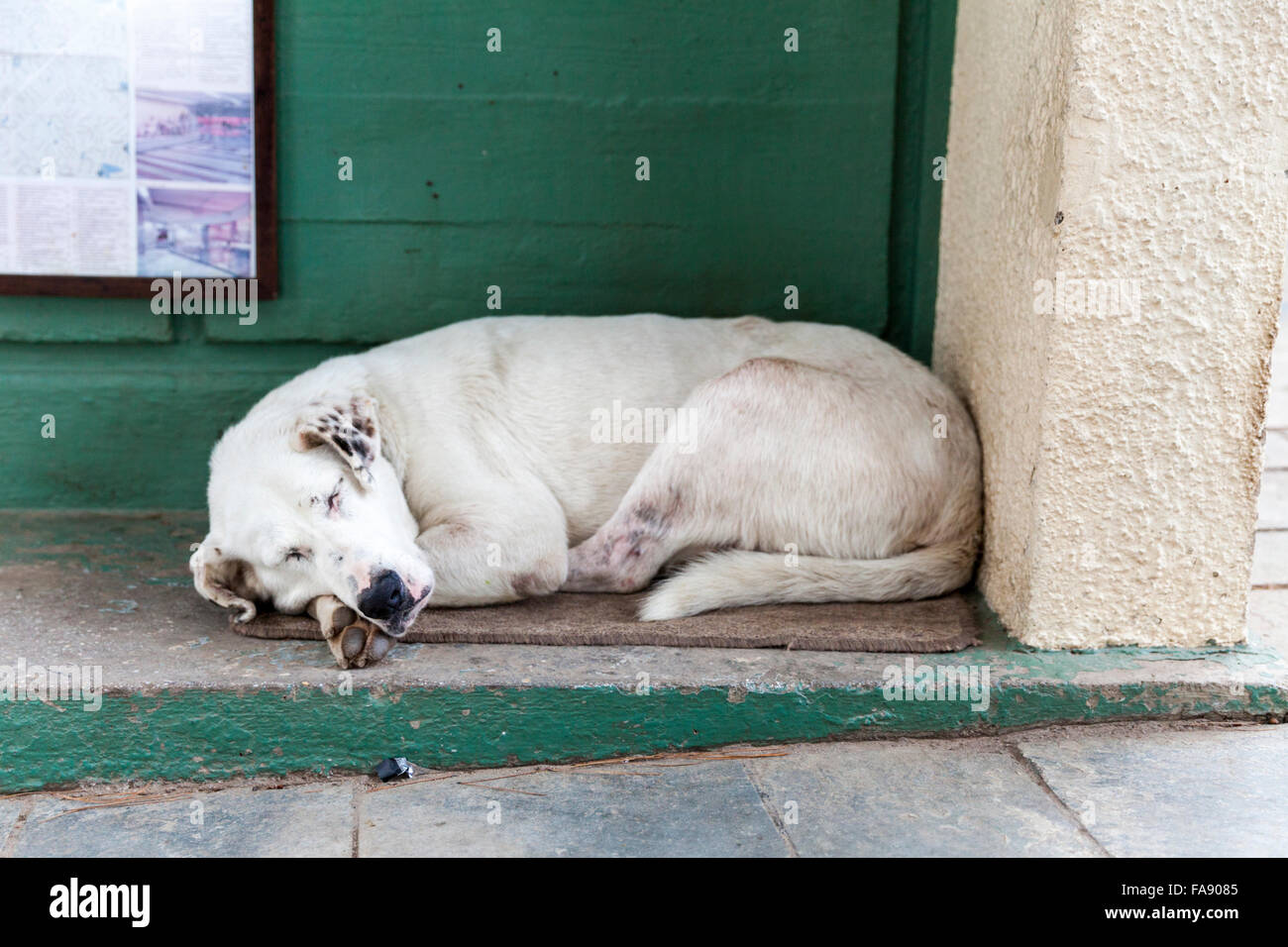 Cane di strada, dormendo all'entrata di un antico sito in Atene, Grecia Foto Stock