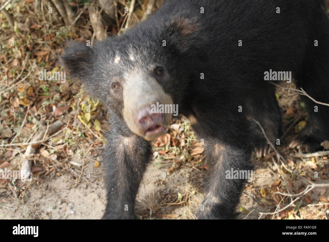 Asian bear guardando la fotocamera Foto Stock