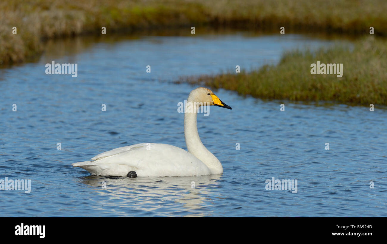 Whooper swan (Cygnus Cygnus), Regione meridionale Islanda Foto Stock
