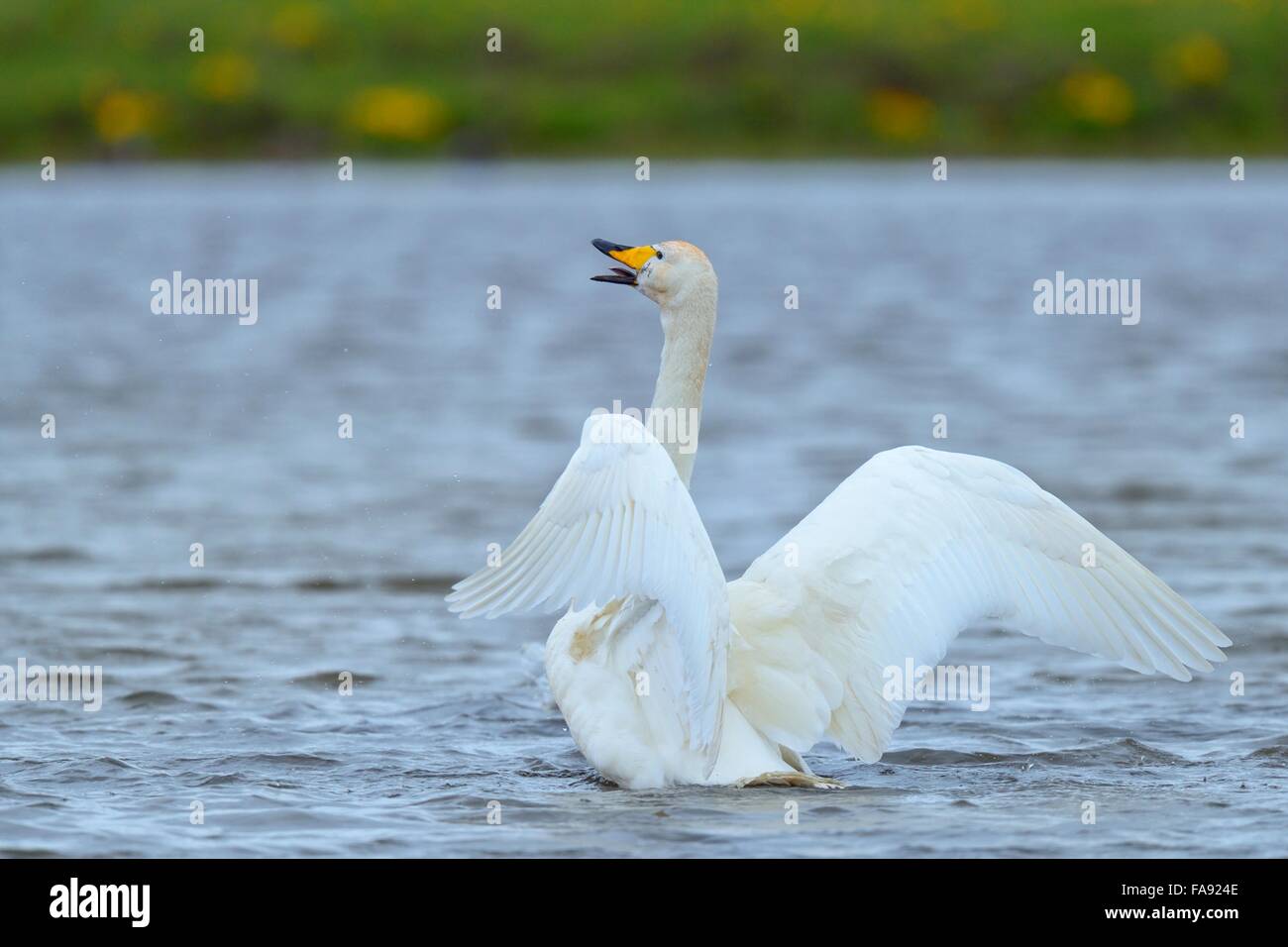 Whooper swan (Cygnus Cygnus), sbattimenti ali, Regione meridionale Islanda Foto Stock Whooper swan (Cygnus Cygnus), sbattimenti ali, Regione meridionale Islanda Foto Stock