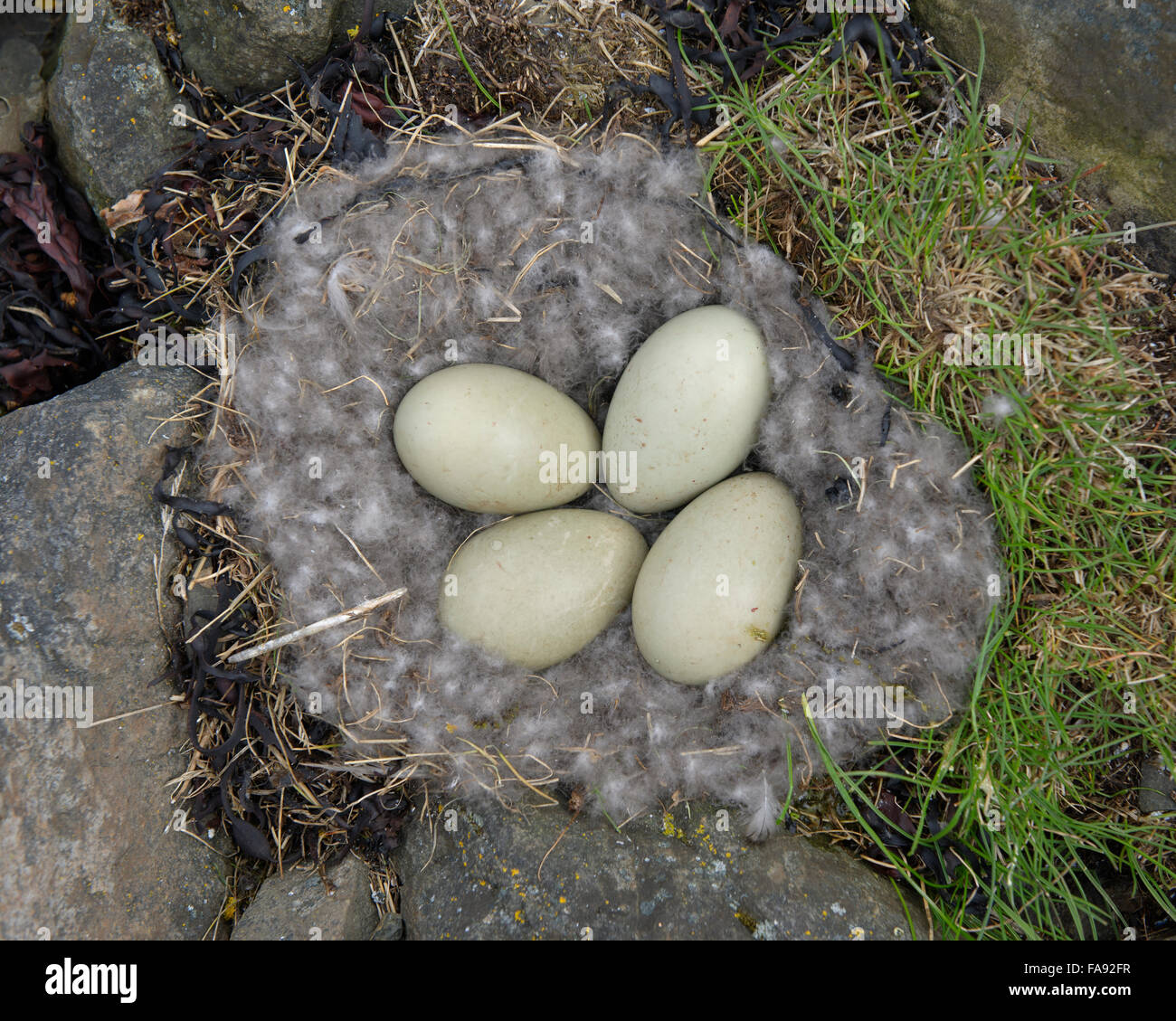 Uova di comune Eider (Somateria mollissima) nel nido con piumino, frizione, Breidafjordur, Flatey, West Island, isola Foto Stock