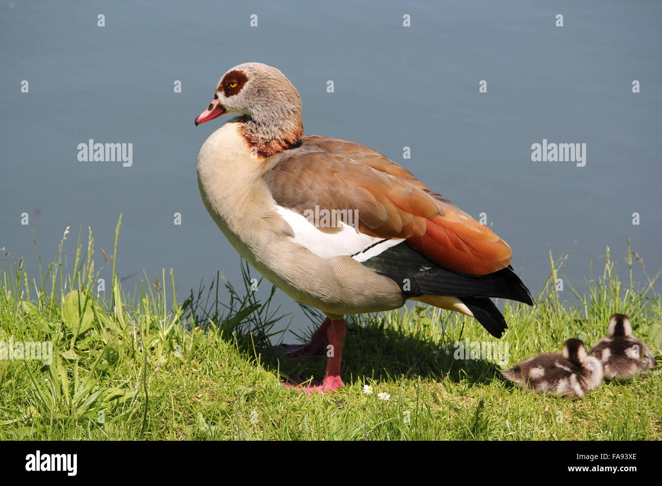 Anatra selvatica in un parco a Bonn, Germania Foto Stock