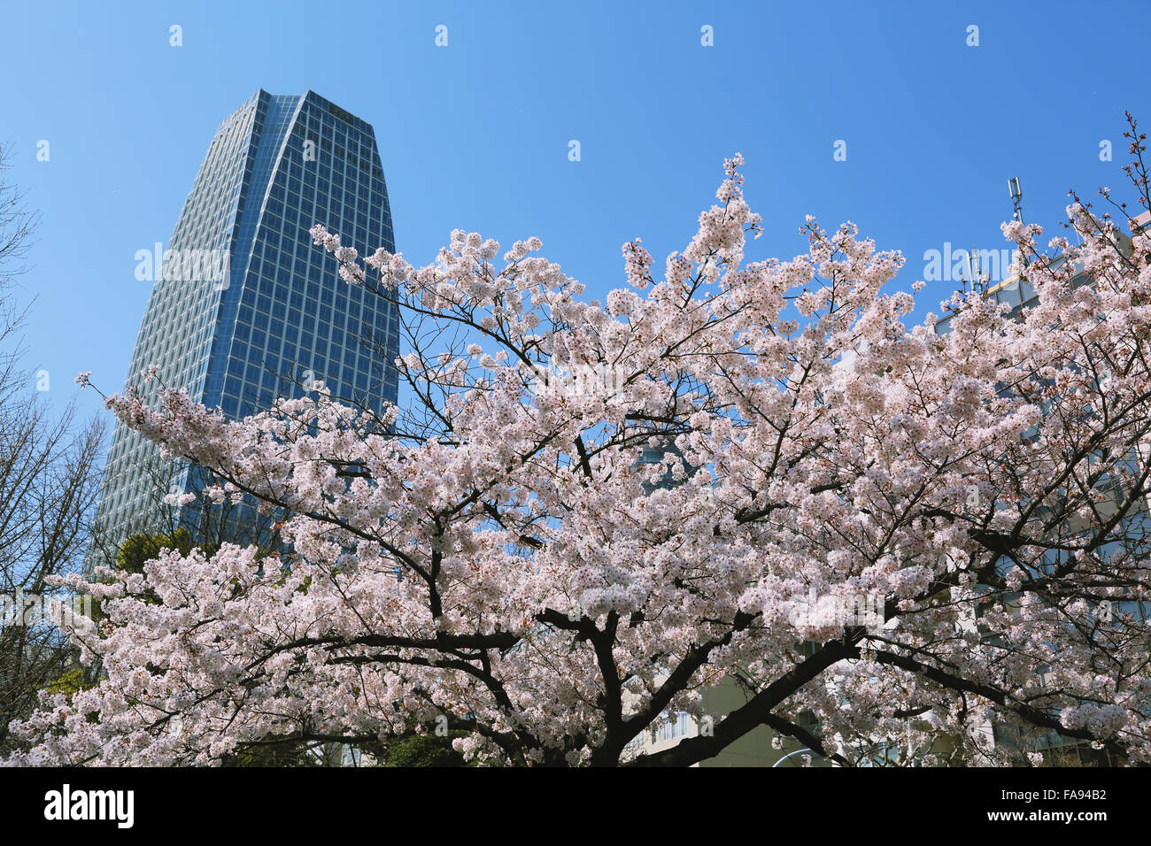 La fioritura dei ciliegi in fiore a Tokyo Foto Stock