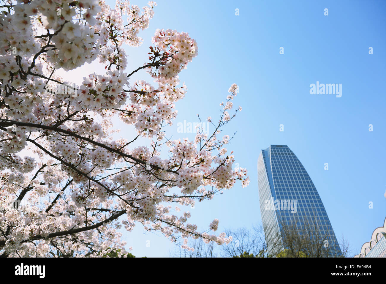 La fioritura dei ciliegi in fiore a Tokyo Foto Stock