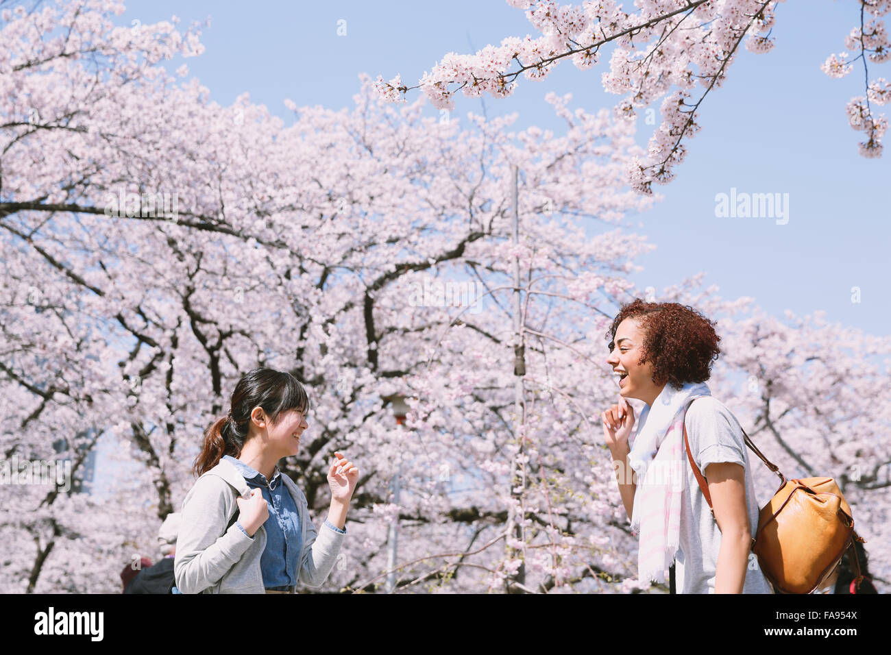 Multi-etnico gruppo di amici gustando la fioritura dei ciliegi in fiore nel Tokyo Foto Stock