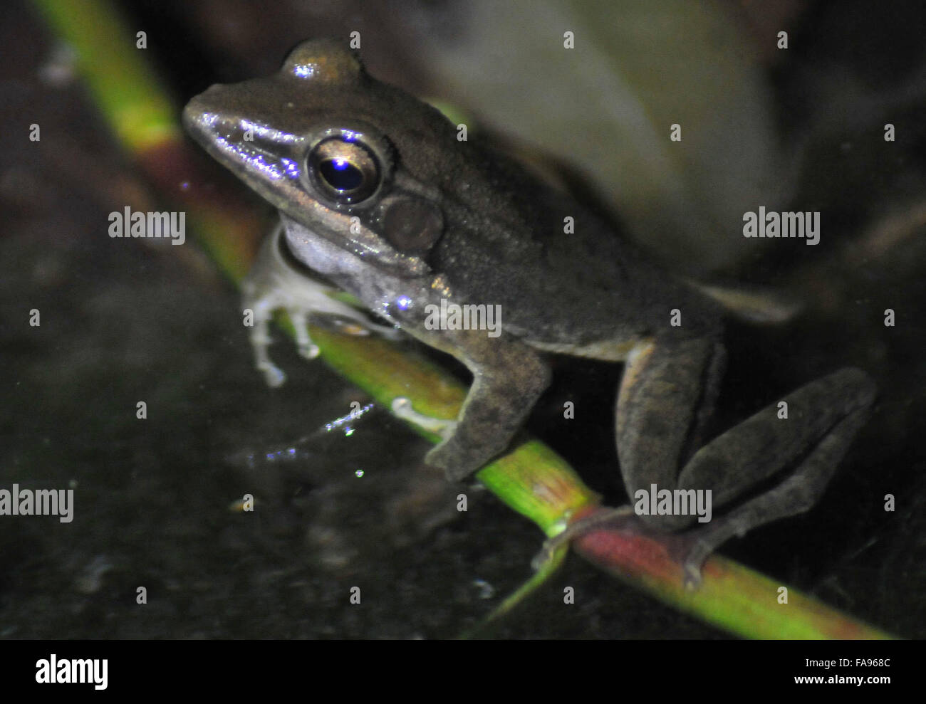 Dic. 23, 2015 - Toad stagno (Rana chalconota) un rospo specie di Gedeng Pangrango mountain national park di Sukabumi, West Java, Indonesia. Il 20 dicembre 2015.Circa 20 specie di ae e rana abitare Gaede Pangrango parco nazionale di arricchire la biodiversità. © Jeff Aries/ZUMA filo/Alamy Live News Foto Stock