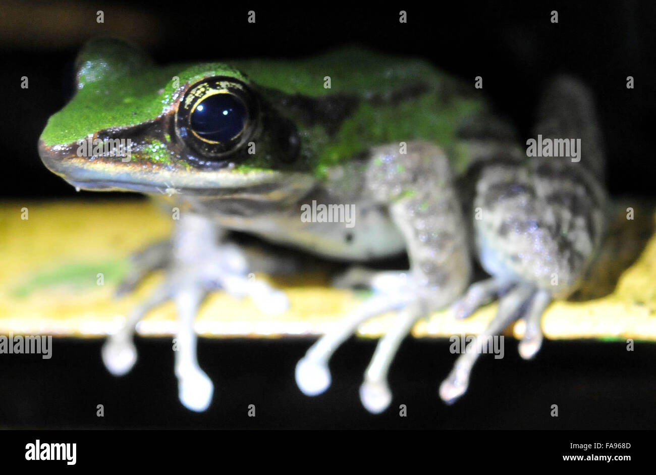Dic. 23, 2015 - il rospo verde (Rana macrodon) un rospo specie di Gedeng Pangrango mountain national park di Sukabumi, West Java, Indonesia. Il 20 dicembre 2015.Circa 20 specie di ae e rana abitare Gaede Pangrango parco nazionale di arricchire la biodiversità. © Jeff Aries/ZUMA filo/Alamy Live News Foto Stock