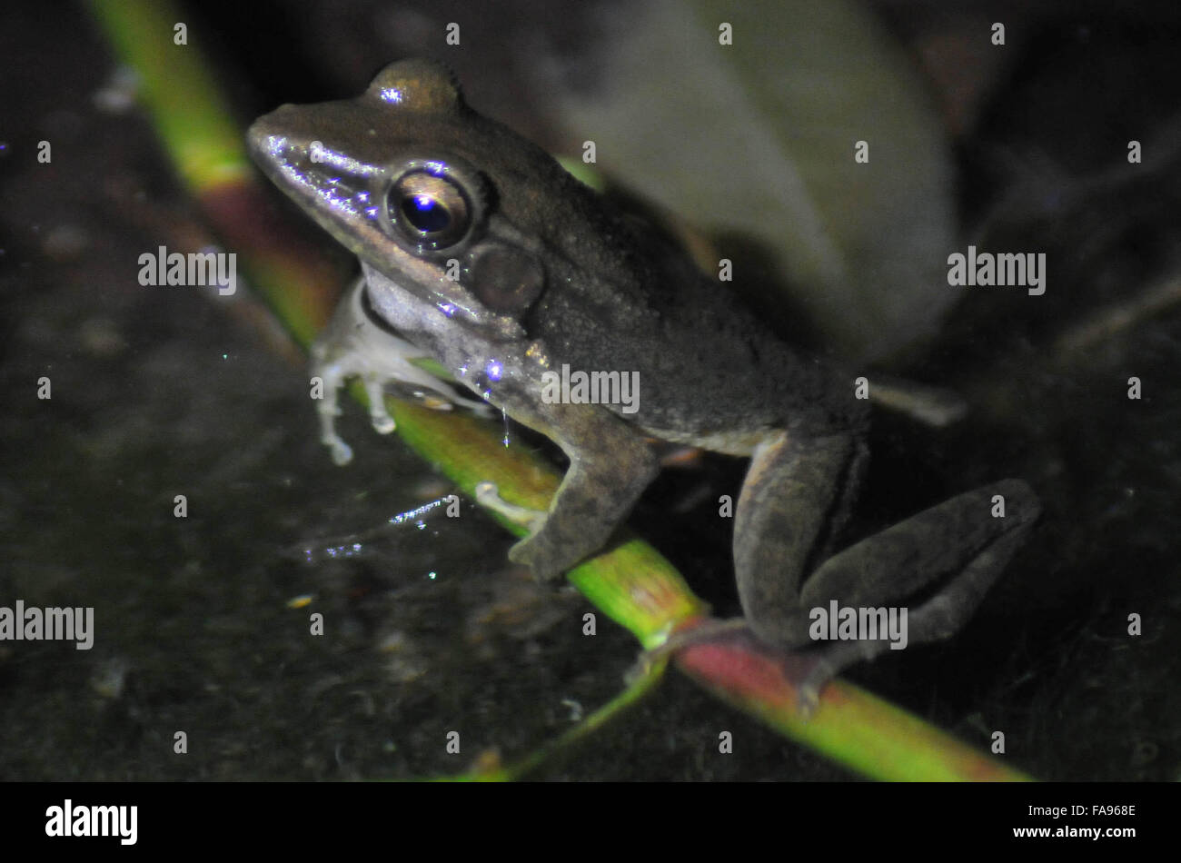 Dic. 23, 2015 - Toad stagno (Rana chalconota) un rospo specie di Gedeng Pangrango mountain national park di Sukabumi, West Java, Indonesia. Il 20 dicembre 2015.Circa 20 specie di ae e rana abitare Gaede Pangrango parco nazionale di arricchire la biodiversità. © Jeff Aries/ZUMA filo/Alamy Live News Foto Stock