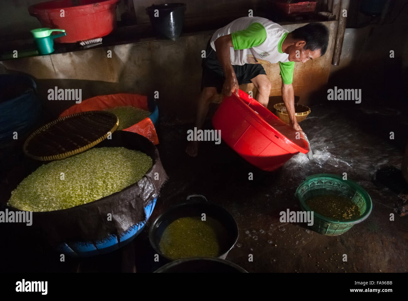 Un lavoratore che drena l'acqua in eccesso da un secchio di plastica dove fagioli mung sono messi in una fattoria di germogli di fagioli, un'industria domestica urbana a Giacarta, Indonesia. Foto Stock