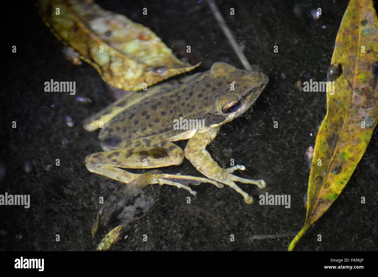 Dic. 23, 2015 - Toad stagno (Rana chalconota) un rospo specie di Gedeng Pangrango mountain national park di Sukabumi, West Java, Indonesia. Il 20 dicembre 2015.Circa 20 specie di ae e rana abitare Gaede Pangrango parco nazionale di arricchire la biodiversità. © Jeff Aries/ZUMA filo/Alamy Live News Foto Stock