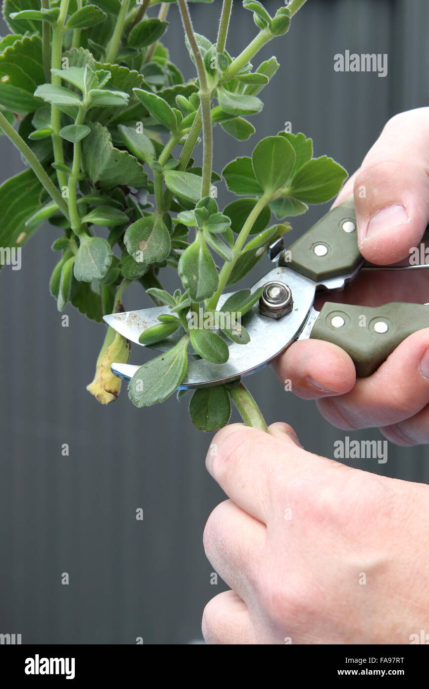 Rifilatura Dogbane impianto usando secateurs potatura Foto Stock