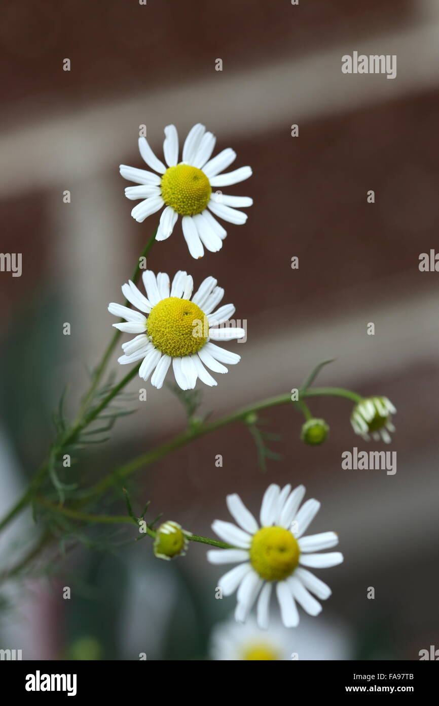 Close up di Camomilla fiori Foto Stock