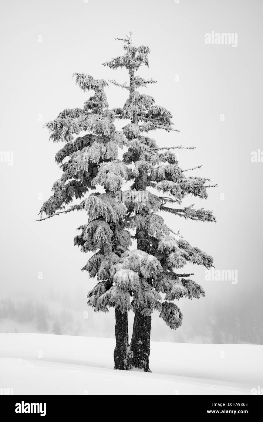 Due alberi solitari in piedi in un inverno di blizzard a monte Cofano, Oregon Foto Stock