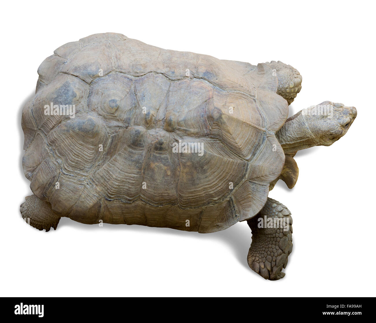 African spronato tartaruga (Geochelone sulcata) su bianco Foto Stock