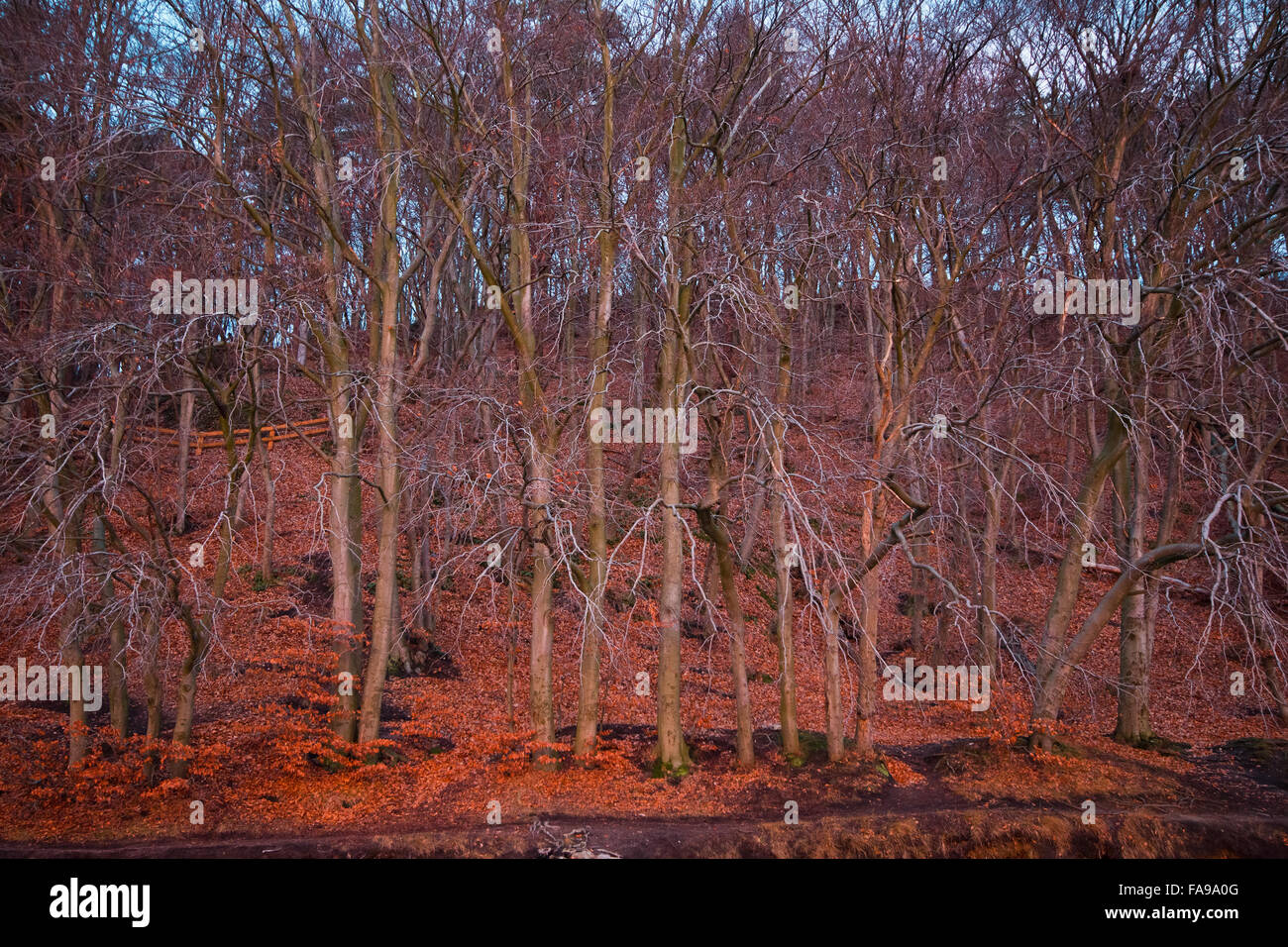 Inverno del bosco di faggio nella luce del mattino Foto Stock