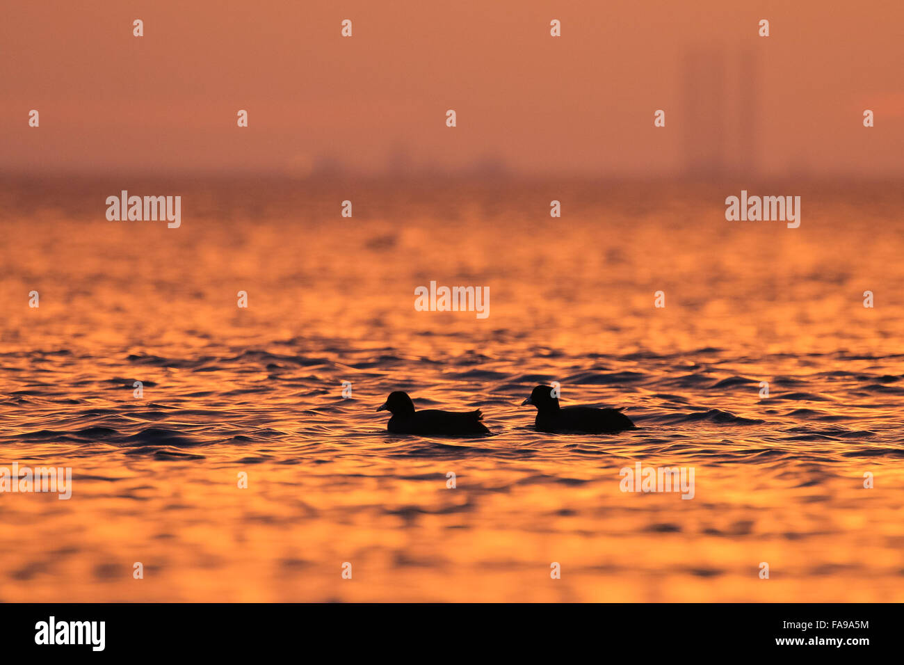 Due comunità folaghe, fulica atra sul mare nella luce del mattino Foto Stock