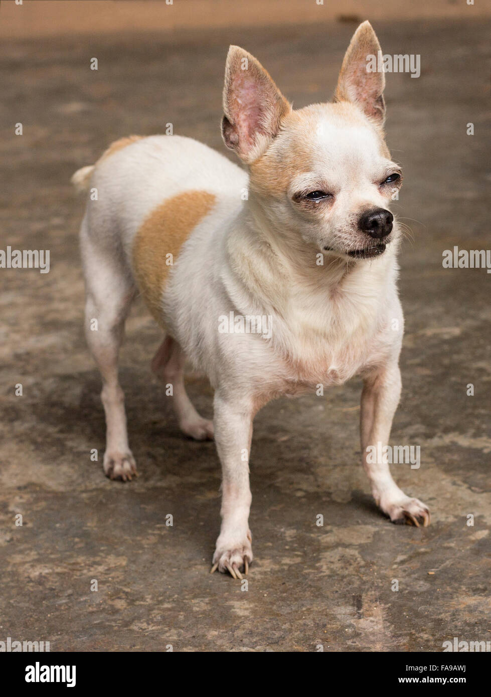 Capelli corti chihuahua cane Foto Stock