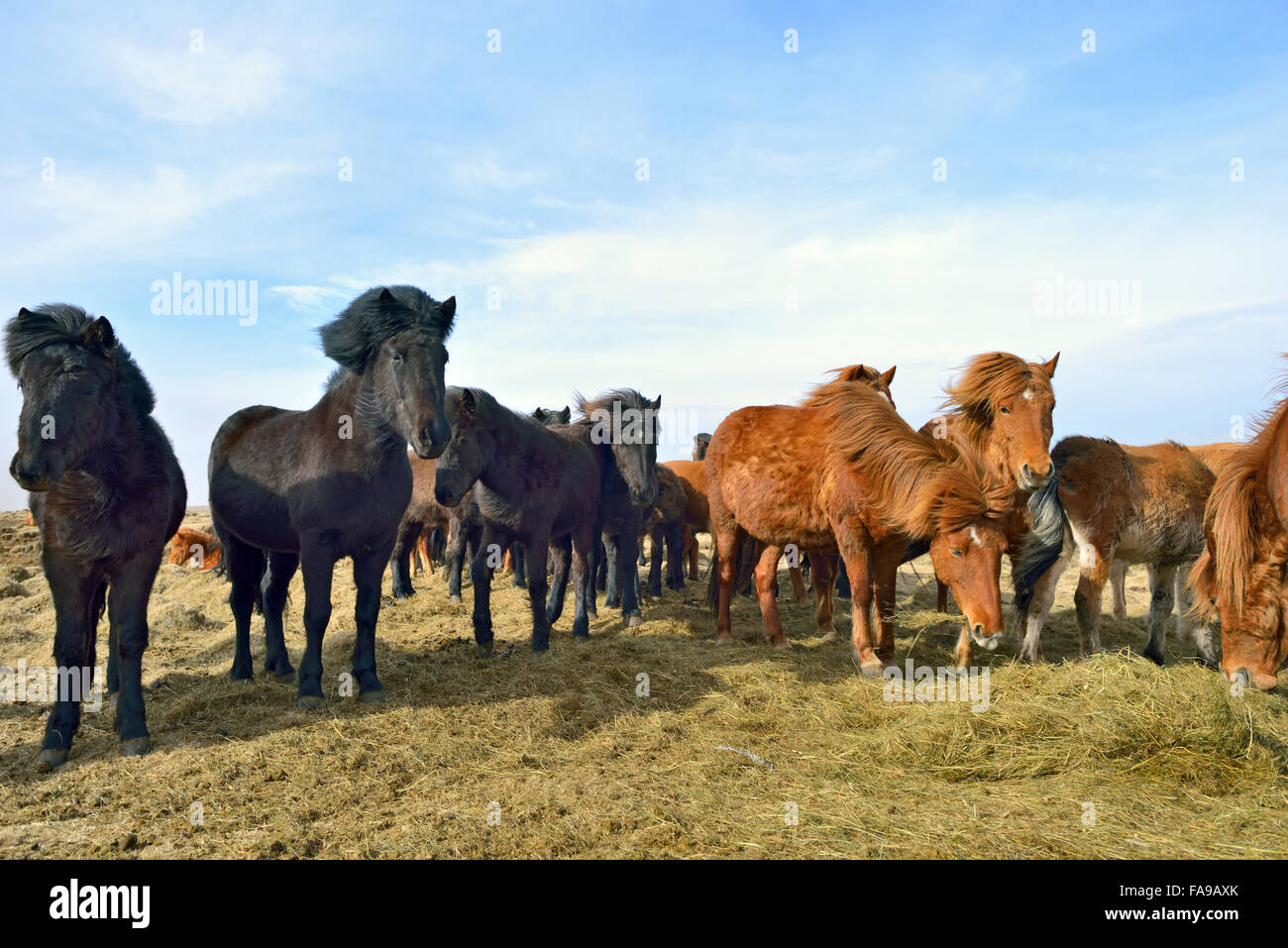 Cavalli islandesi sul campo in tempo di primavera Foto Stock
