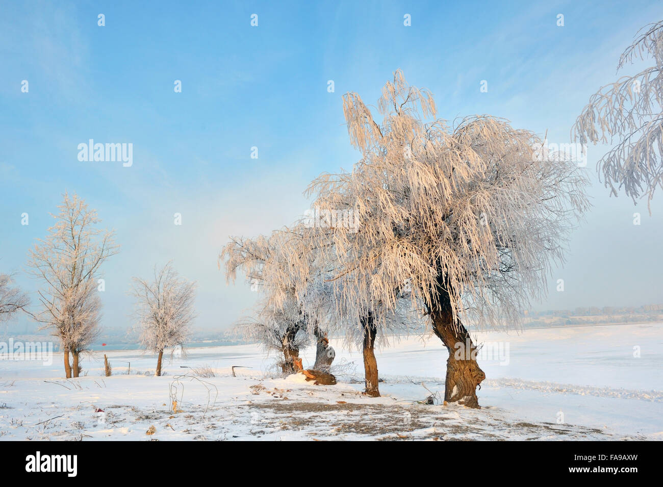 Gelido inverno alberi vicino al fiume Danubio Foto Stock