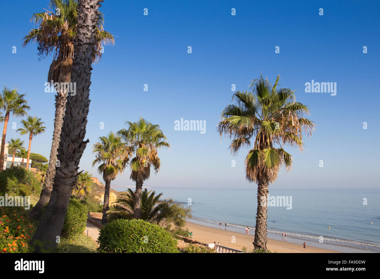 Le palme vicino alla spiaggia di Praia de santa eulalia, Albufeira Algarve Foto Stock