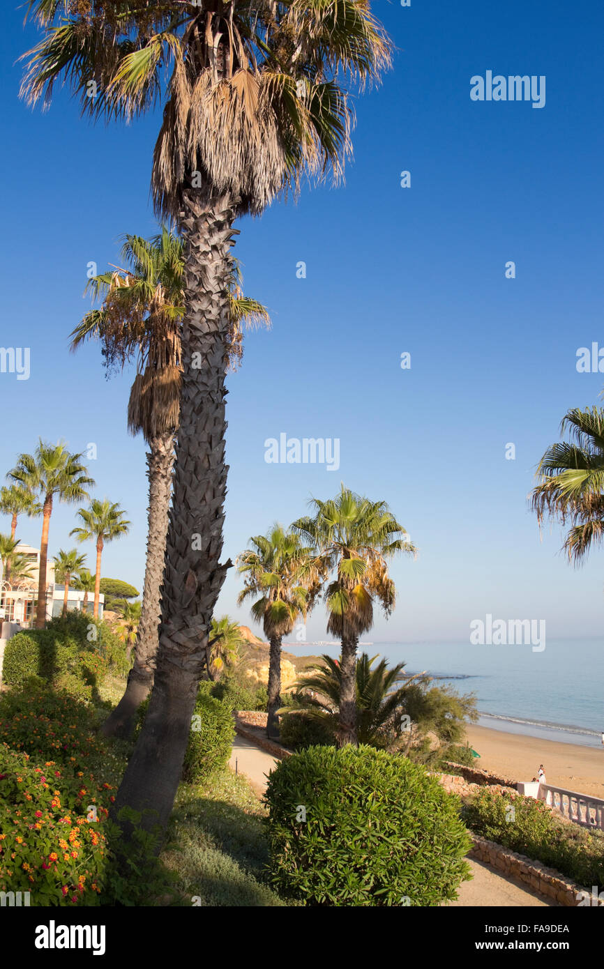 Le palme vicino alla spiaggia di Praia de santa eulalia, Albufeira Algarve Foto Stock