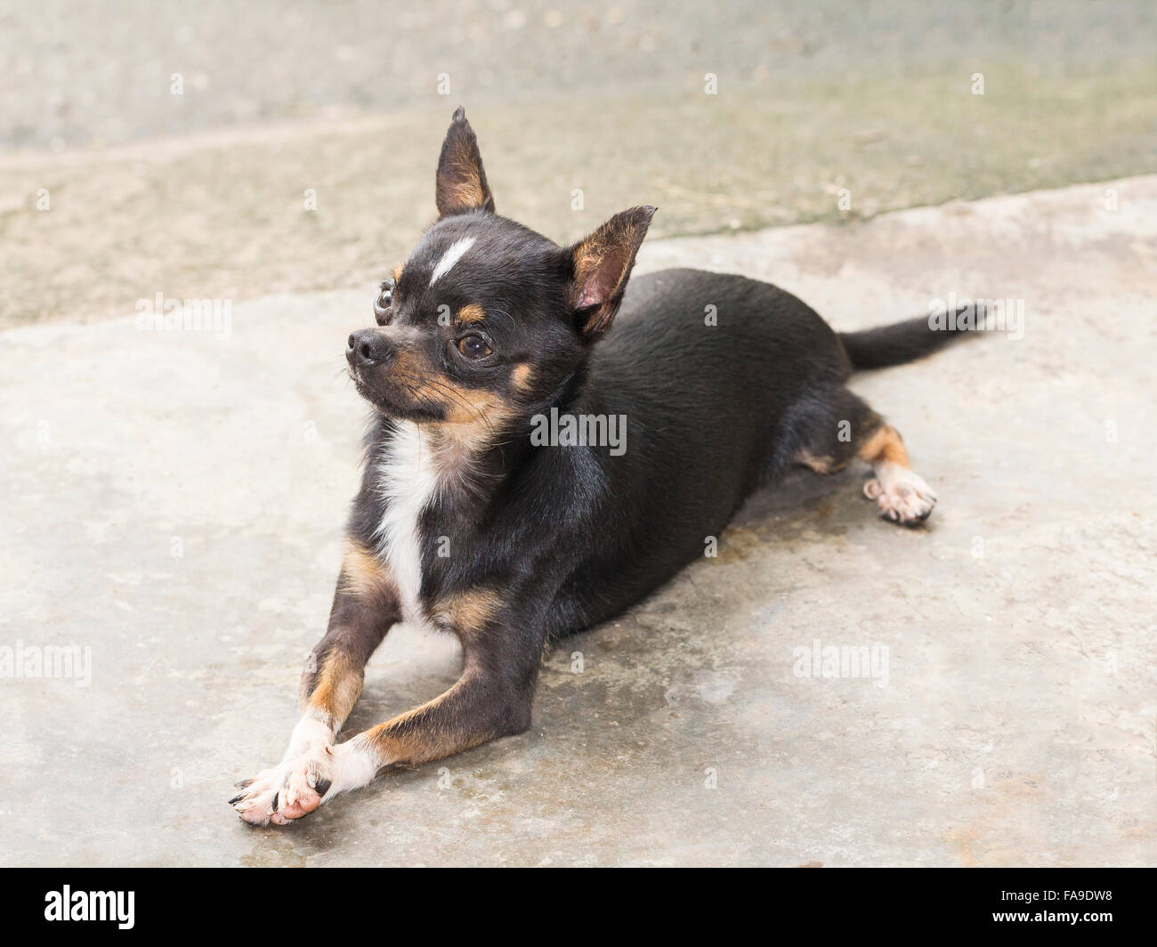 Capelli corti chihuahua cane appoggiato Foto Stock