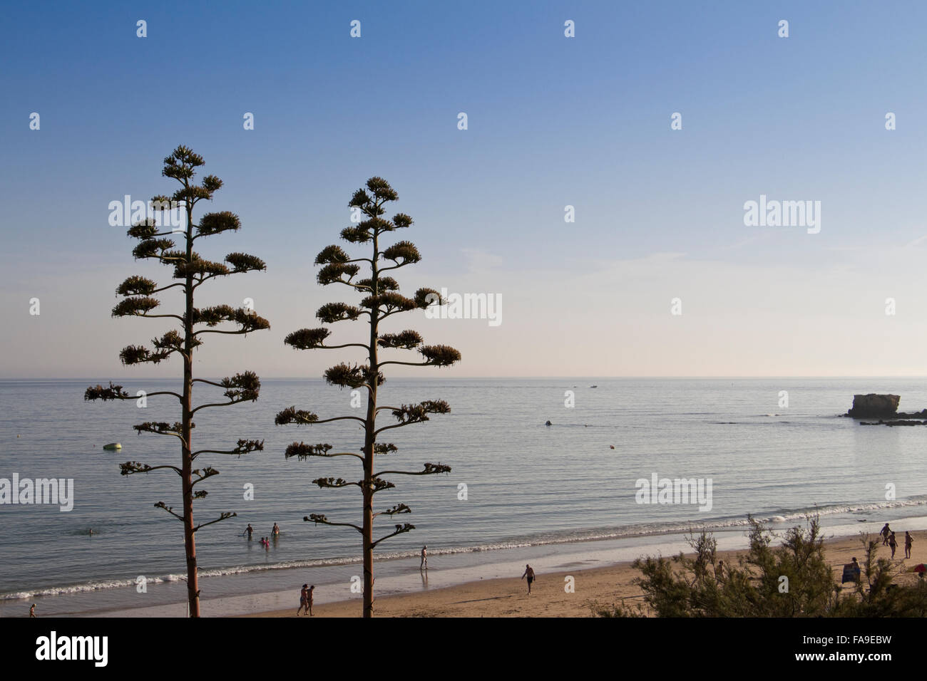 Le palme vicino alla spiaggia di Praia de Santa Eulalia, Albufeira Algarve Foto Stock