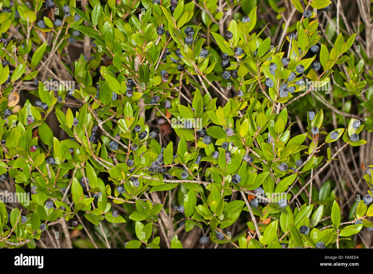 Comune di pianta di mirto, vero il mirto, frutta, Myrte, Echte Myrte, Brautmyrte, Gemeine Myrte, Frucht, Früchte, Myrtus communis Foto Stock