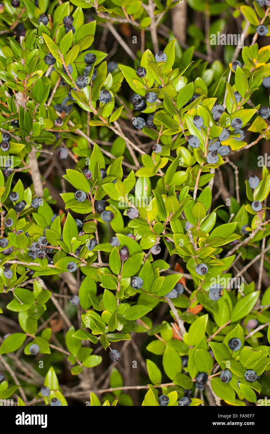 Comune di pianta di mirto, vero il mirto, frutta, Myrte, Echte Myrte, Brautmyrte, Gemeine Myrte, Frucht, Früchte, Myrtus communis Foto Stock