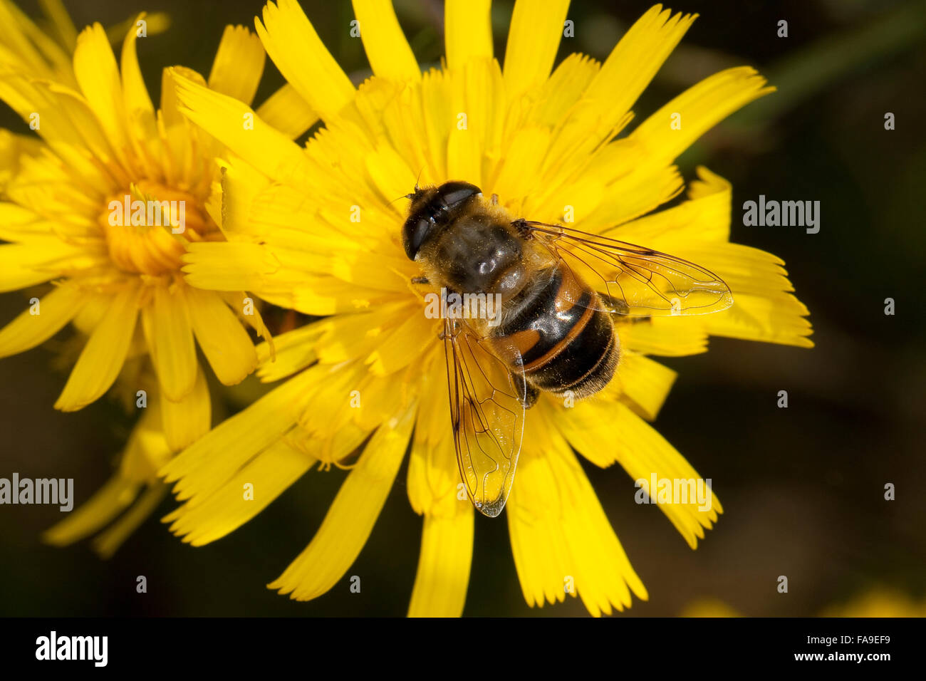 Drone fly, dronefly, femmina, Große Bienenschwebfliege, Bienen-Schwebfliege, Mistbiene, Schlammbiene, Weibchen, Eristalis tenax Foto Stock