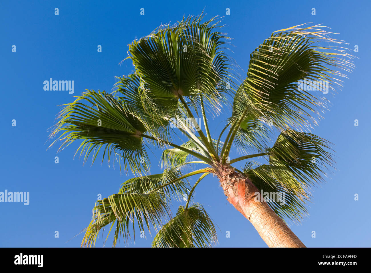 Le palme vicino alla spiaggia di Praia de Santa Eulalia, Albufeira Algarve Foto Stock