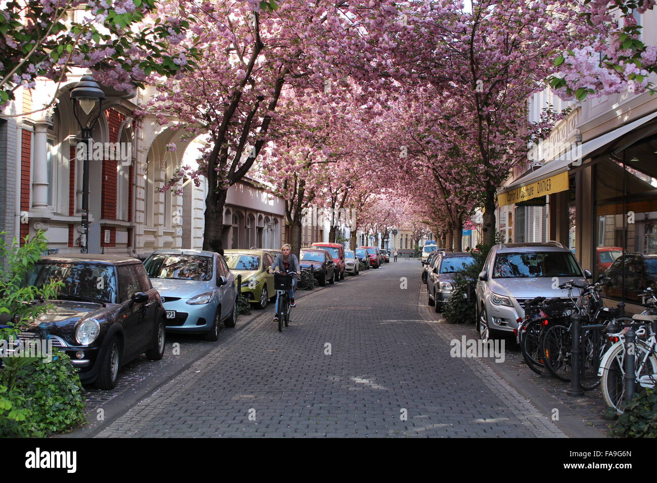 Bonn, Germania, città vecchia con ciliegi in Primavera Foto Stock
