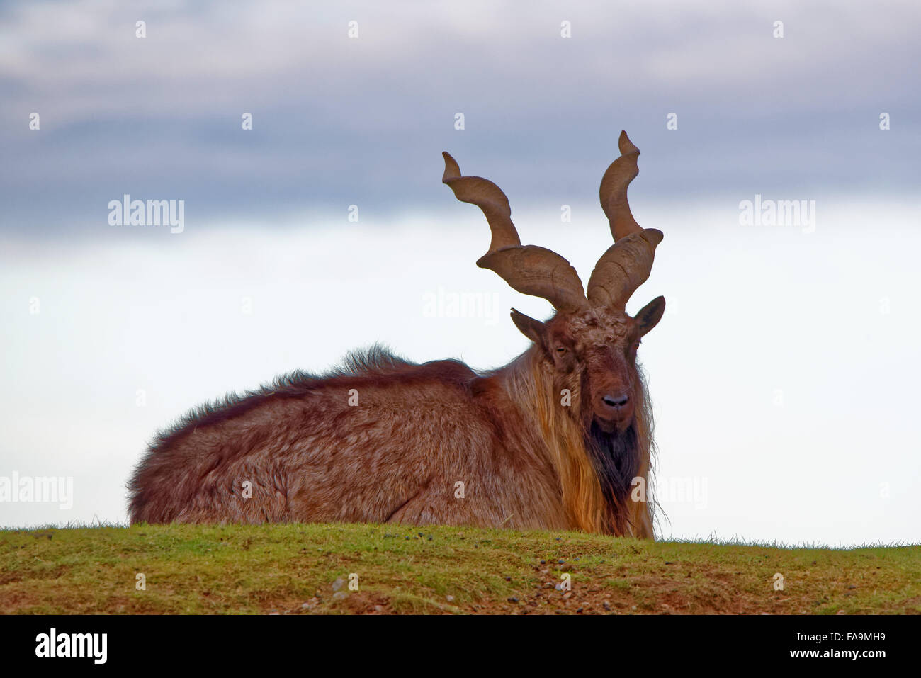 Markhor (Capra falconeri) è una grande specie di capra selvatica. Foto Stock