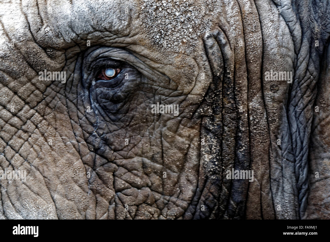 Una cataratta nell'occhio sinistro di un bush Africano elefante. Foto Stock