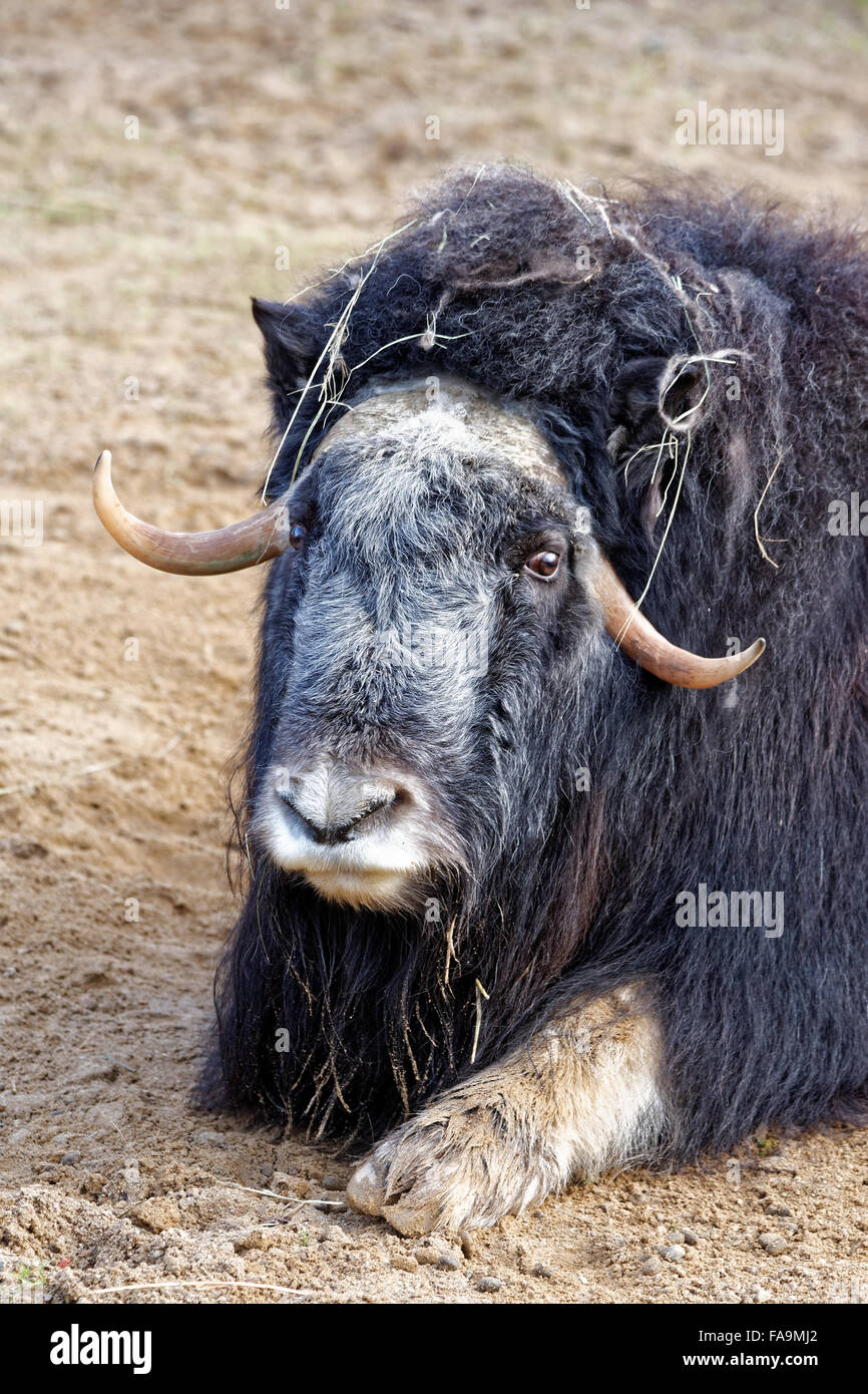 Muskox (Ovibos moschatus) è un mammifero della famiglia bovidi, nota per la sua folta pelliccia e per il forte odore. Foto Stock