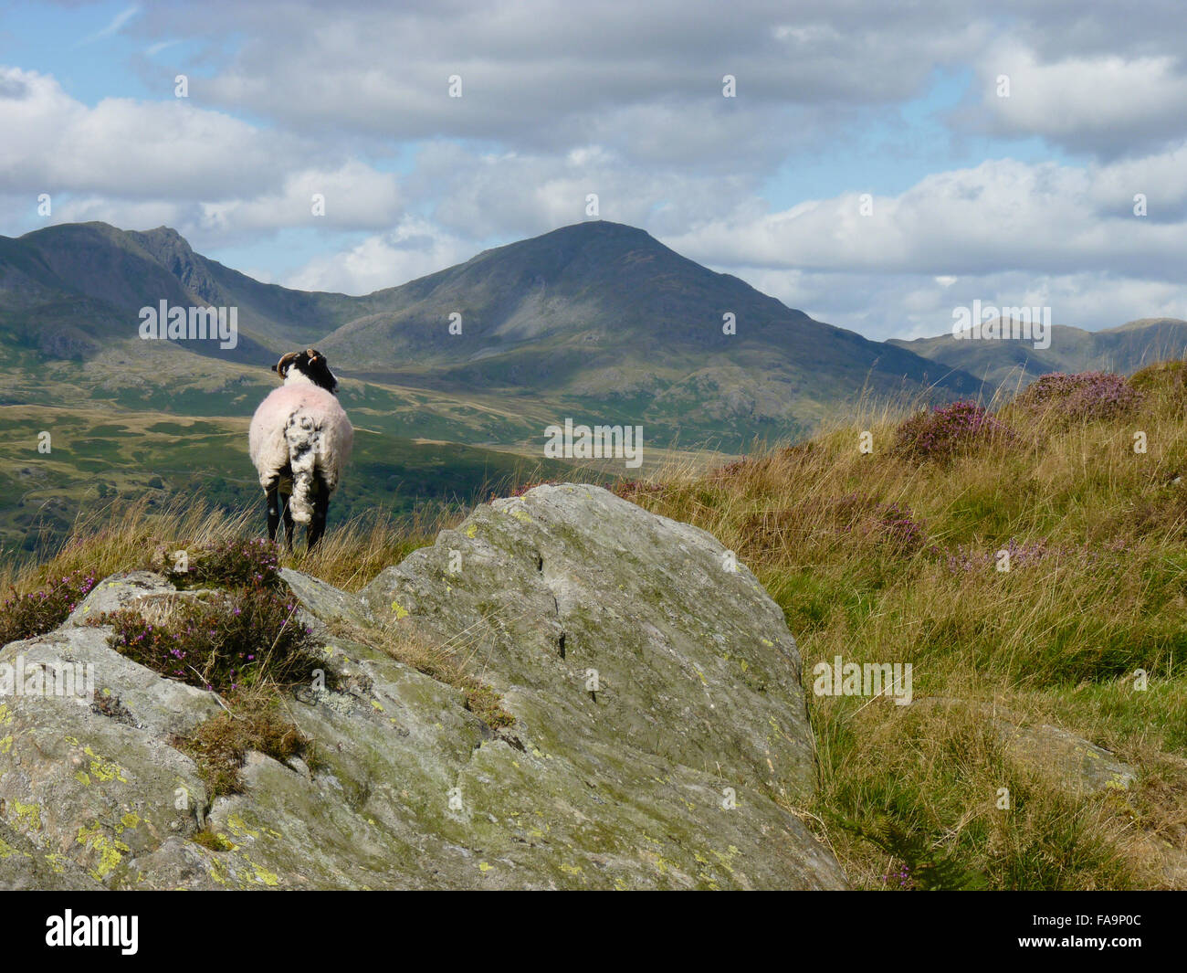 Pecore guardando verso il vecchio di Coniston, Lake District, REGNO UNITO Foto Stock