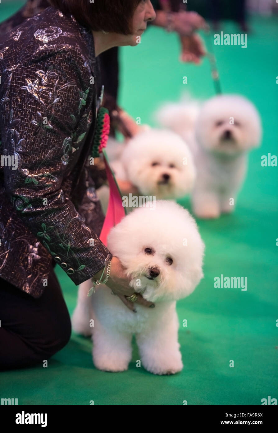 Il Crufts dog show al NEC di Birmingham - Bichon Frise cani in mostra nella Breeders Cup sezione UK 2015 Foto Stock