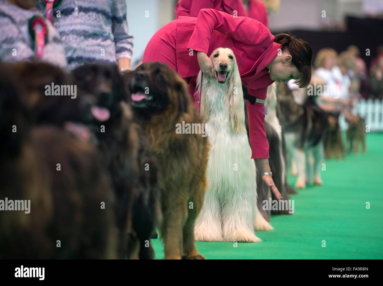 Il Crufts dog show al NEC di Birmingham - un segugio afgano con il nome del tuo animale domestico 'Marcus' in mostra nella Breeders Cup sezione UK 2015 Foto Stock