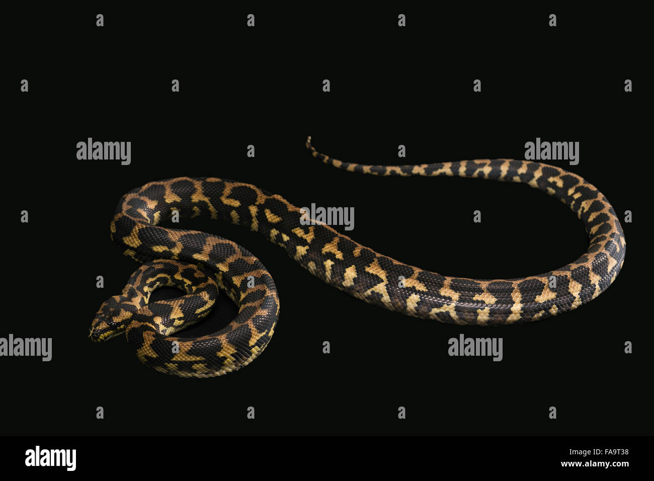 Il maschio di morelia spilota harrisoni python su sfondo nero Foto Stock
