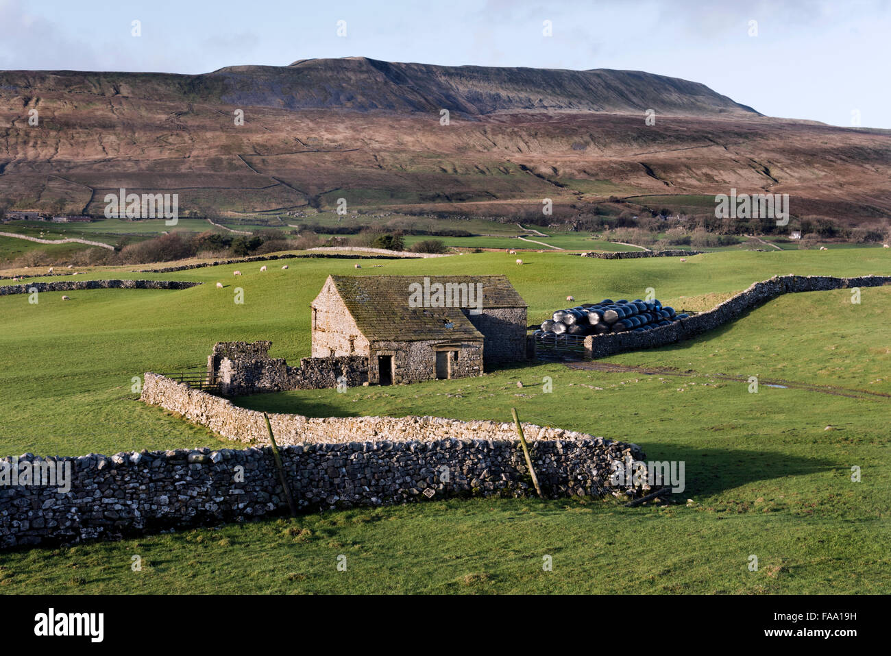 Tradizionali dello Yorkshire Dales granaio e muri in pietra a secco con picco Whernside all'orizzonte, Ingleton, North Yorkshire, Regno Unito Foto Stock