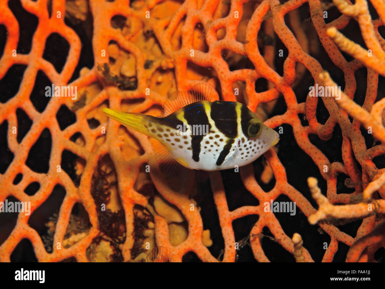 Nero-sellati Toby, Canthigaster Valentini, sulla ventola corallo in Tulamben, Bali, Indonesia Foto Stock