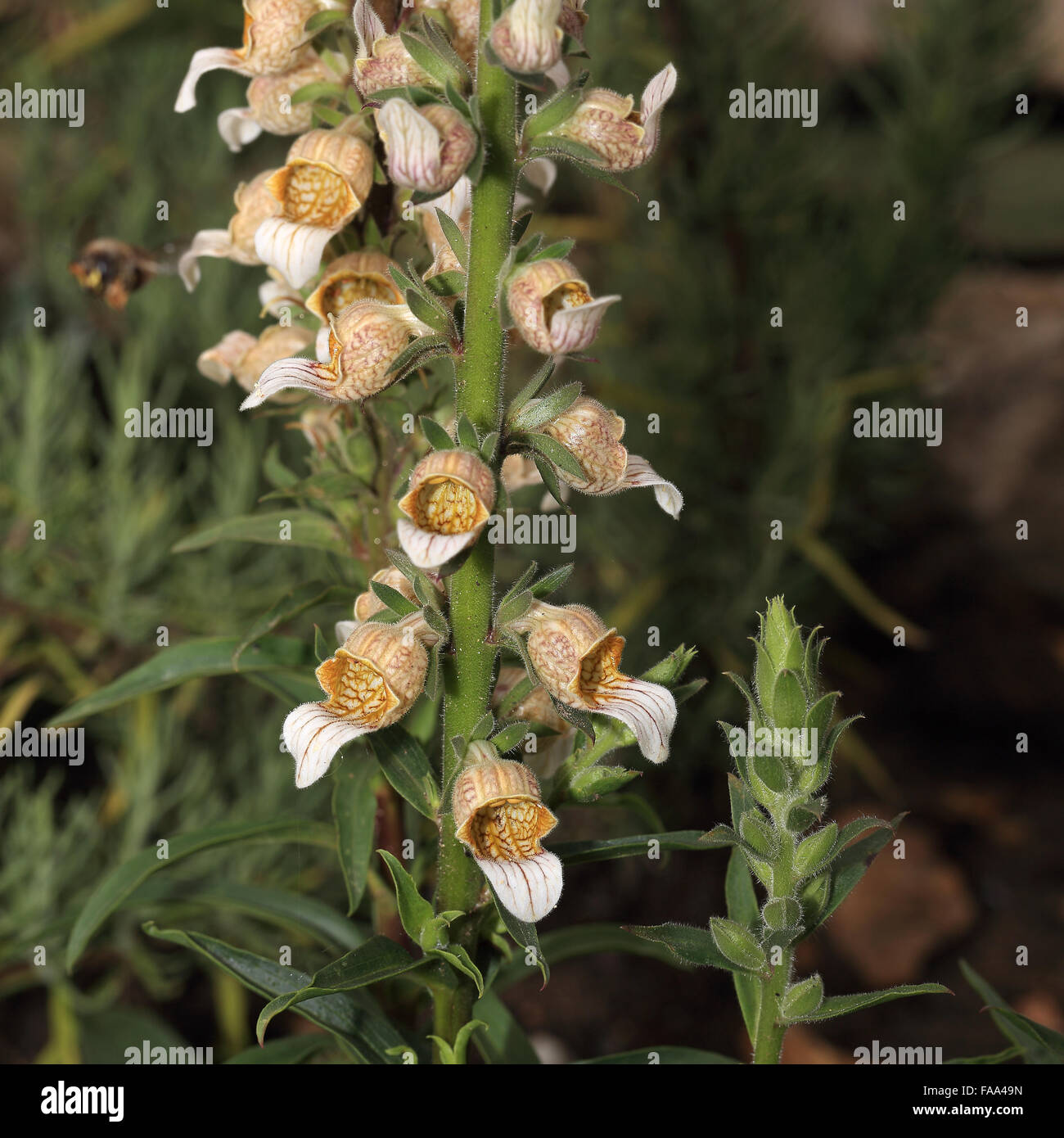 Grecian Foxglove, (Digitalis lanata) un impianto dall'Europa centrale e orientale. Foto Stock