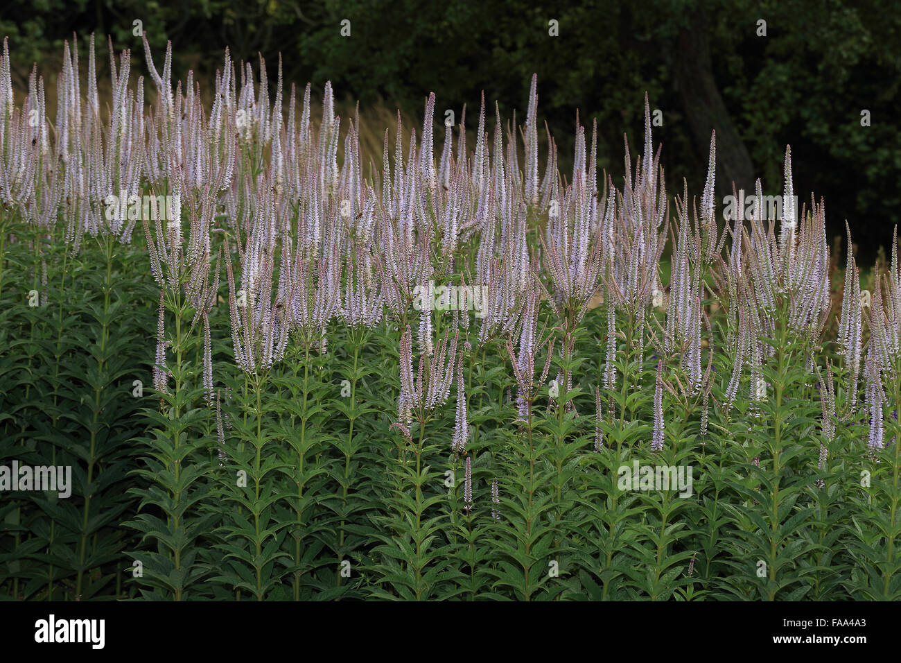 Culver radice (Veronicastrum virginicum) una fioritura di stand, nativo del Nord America orientale. Foto Stock