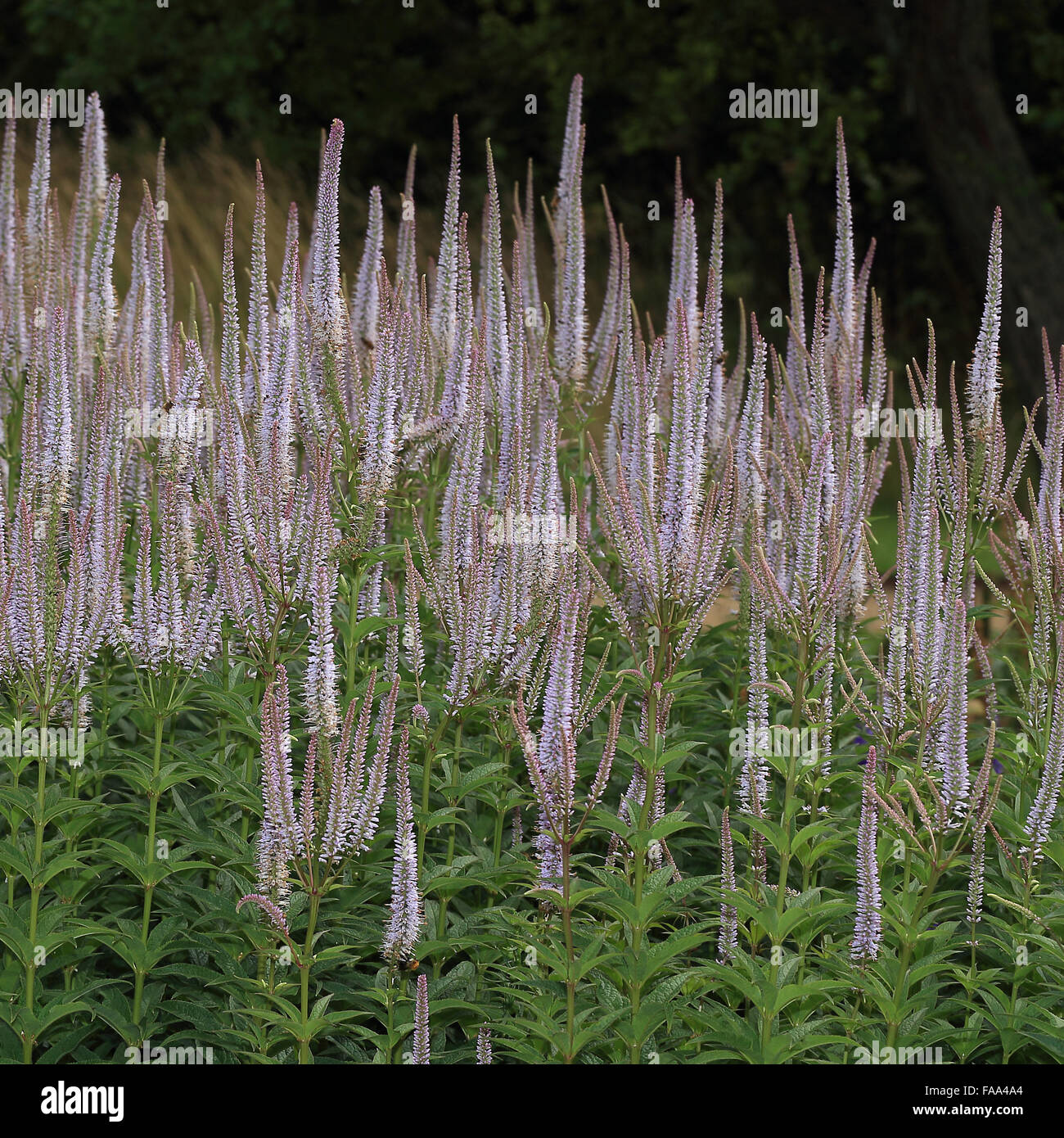 Culver radice (Veronicastrum virginicum) una fioritura di stand, nativo del Nord America orientale. Foto Stock