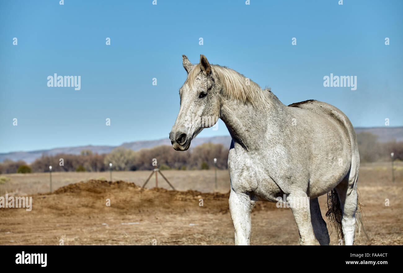 Cavallo grigio che solo arrotolato in sporco Foto Stock