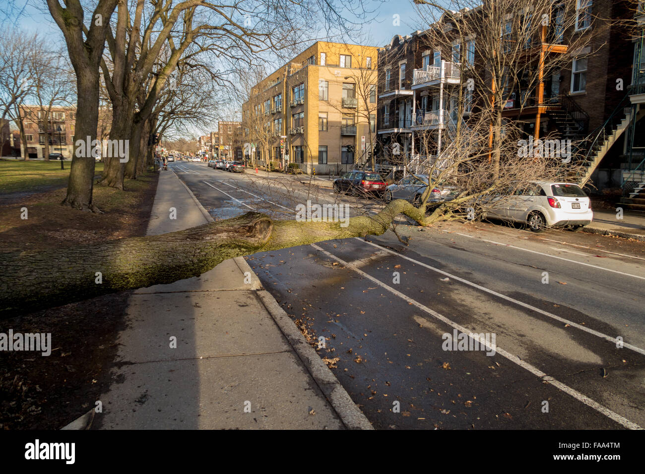 Montreal, Canada. 24 dicembre, 2015. un albero cade su una strada su una vettura come un risultato di forte vento laurier street in Montreal. Credito: marc bruxelle/alamy live news Foto Stock