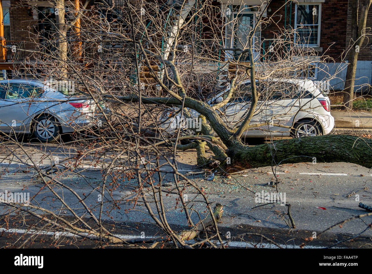 Montreal, Canada. 24 dicembre, 2015. un albero cade su una strada su una vettura come un risultato di forte vento laurier street in Montreal. Credito: marc bruxelle/alamy live news Foto Stock