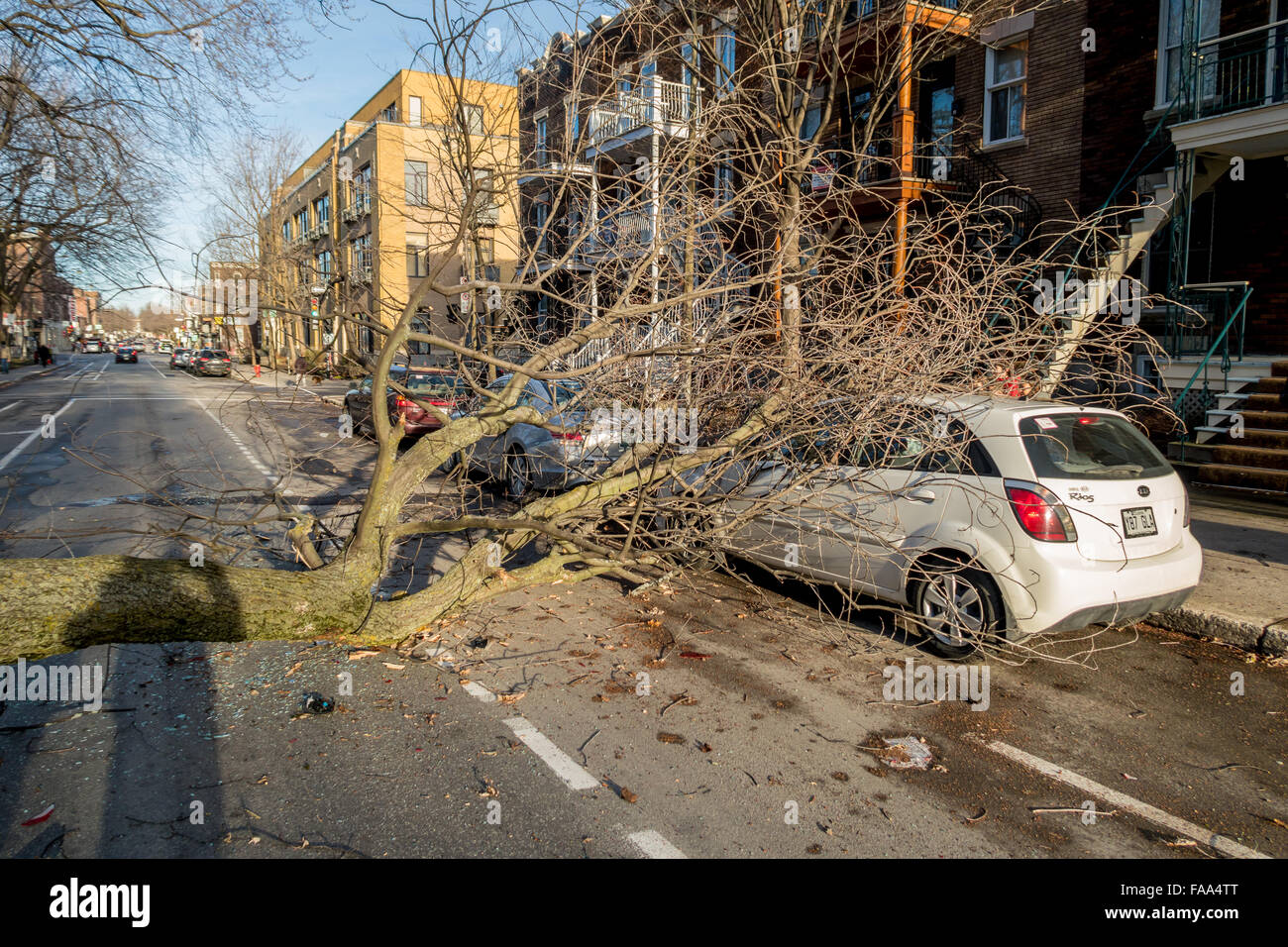 Montreal, Canada. 24 dicembre, 2015. un albero cade su una strada su una vettura come un risultato di forte vento laurier street in Montreal. Credito: marc bruxelle/alamy live news Foto Stock