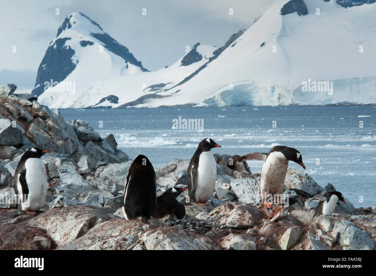 Gentoo colonia di pinguini con pulcini Pygoscelis papua Pleneau Island, Penisola antartica. Foto Stock
